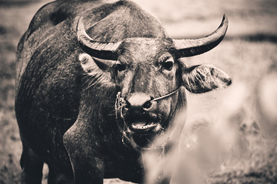Don det, Asia, Buffalo