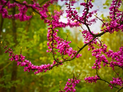 Blossom red nature