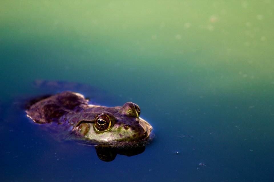 brown frog on river