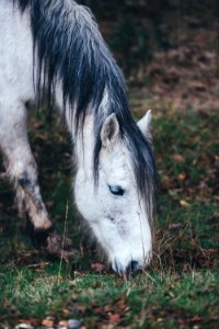 white horse grazing on grass in selective focus photography photo