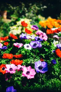 assorted flowers in shallow focus lens photo