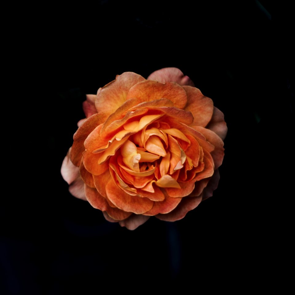 selective focus photography of orange flower