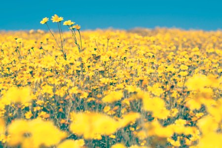 shallow focus photo of yellow flowers photo