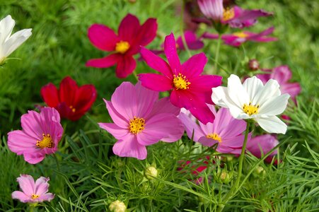 Cosomos annuals mixed colors
