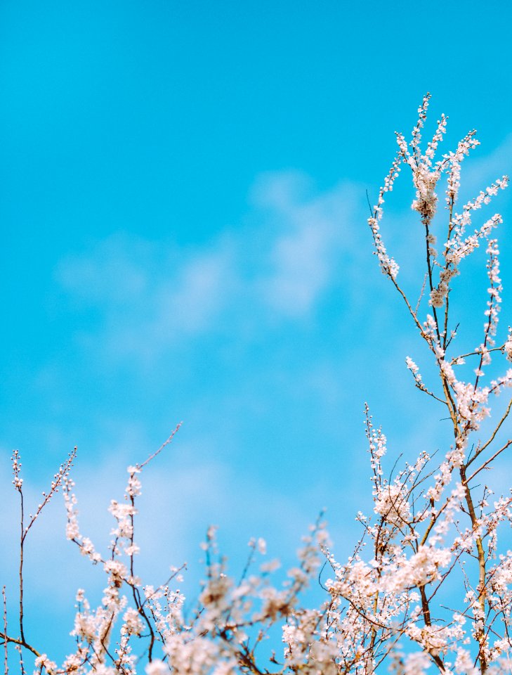 selective focus photography of white flowers