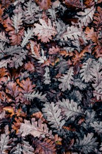 selective photography of dried leaf