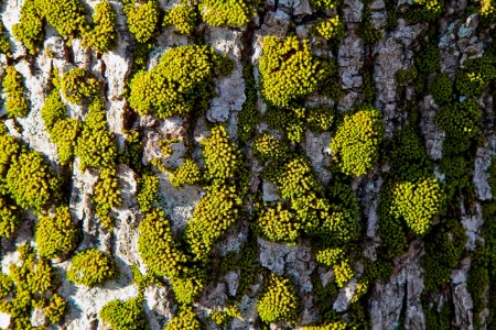 aerial photo of green trees photo