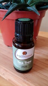 Bottles aromatherapy tea tree photo