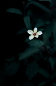 white 5-petaled flower in selective focus photography