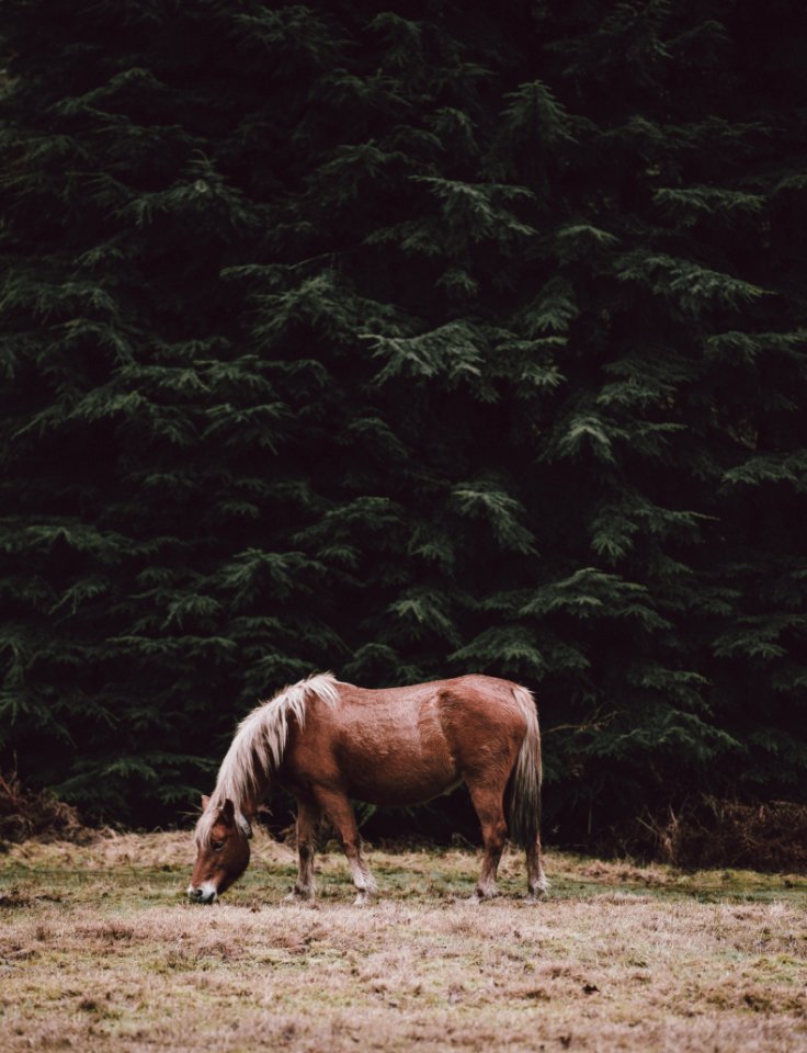 brown horse eating grass during daytime