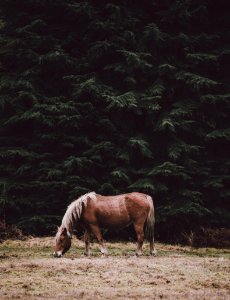brown horse eating grass during daytime photo