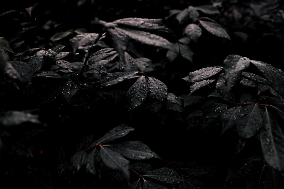 grayscale photo of plant