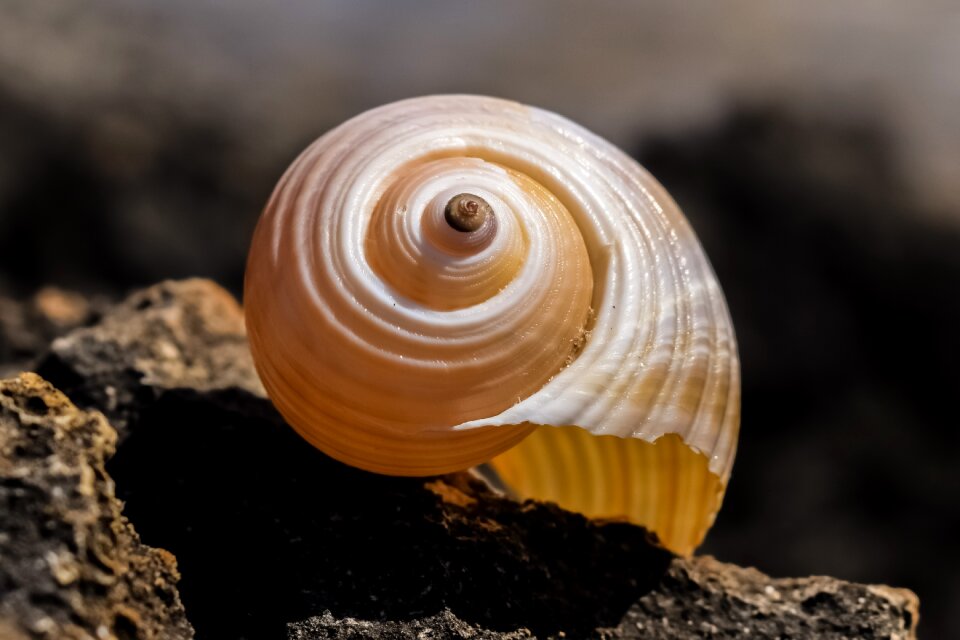 Summer nature seashell