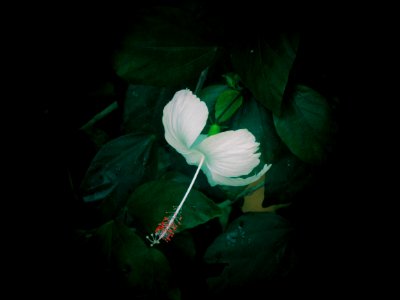 macro photo of white flower photo