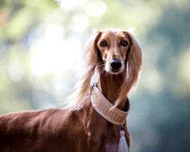 short-coated brown dog