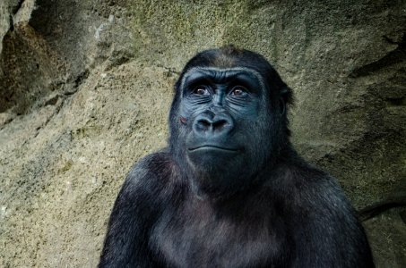 closeup photo of black gorilla photo