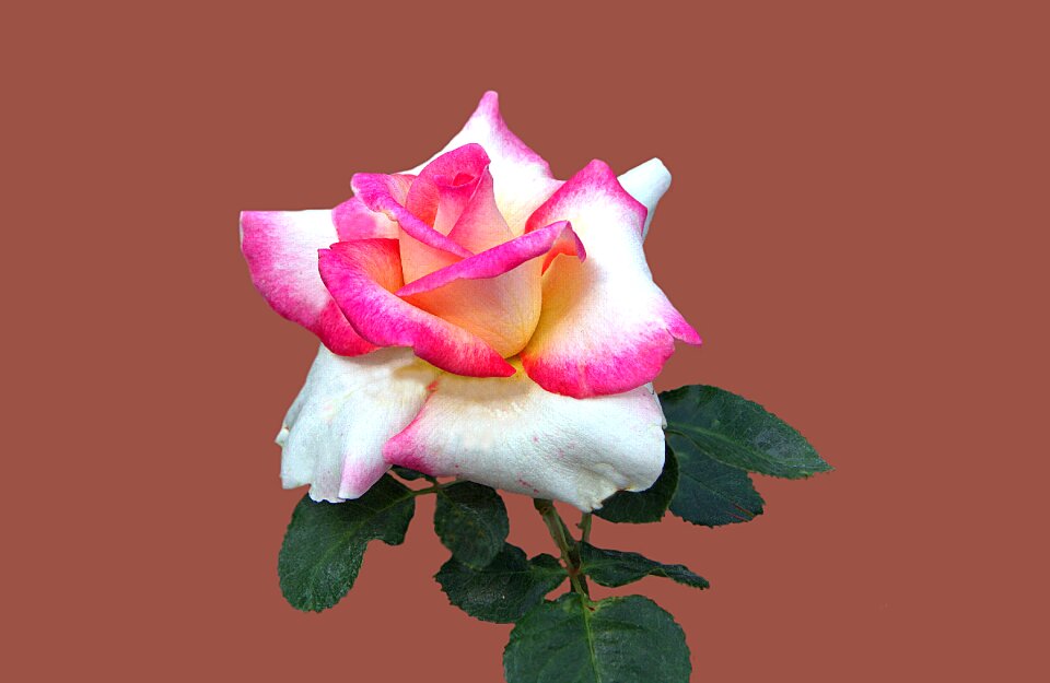 Rose garden bad kissingen rose bloom