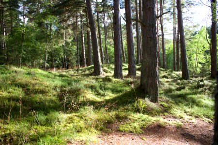 photography of forest at daytime