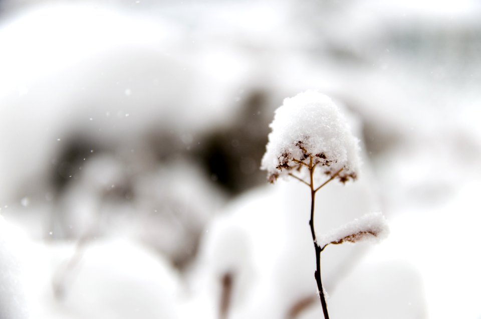 closeup photo of flower covered in snow