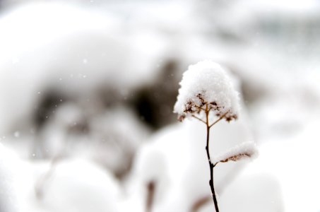 closeup photo of flower covered in snow
