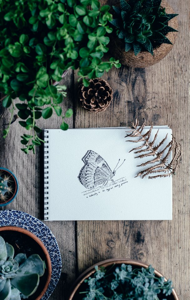 butterfly sketch on white sketchbook