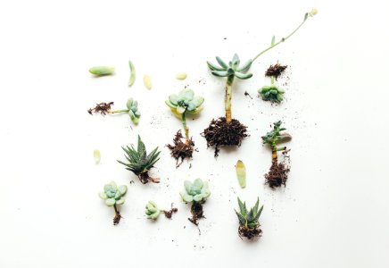 flat lay photo of succulent plant