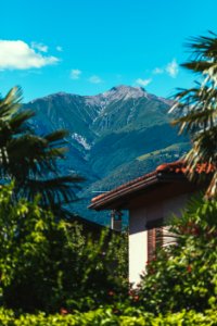Italy, Colico, Tree