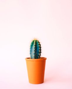 green cactus plant on brown pot photo