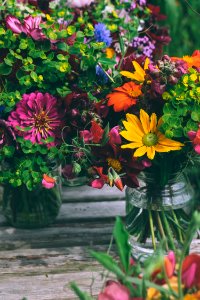 assorted-color petaled flowers photo