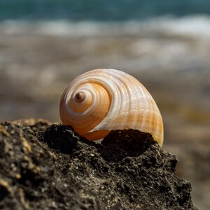 Summer nature seashell