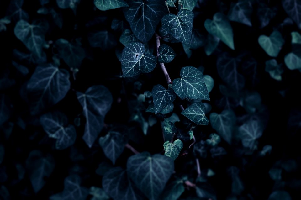 green leaf plant in closeup photo