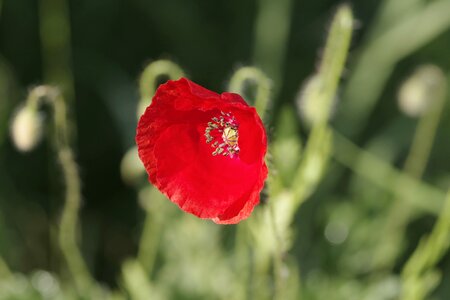 Green grass nature photo