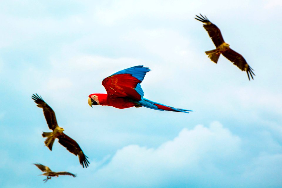 four assorted birds in the middle of the air during daytime