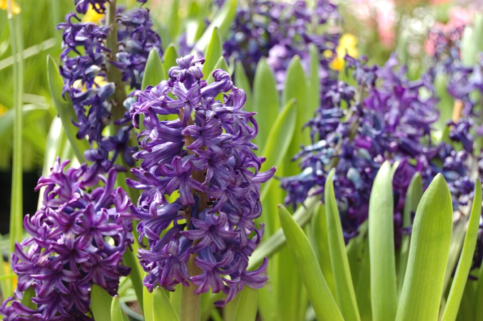 Garden spring flower