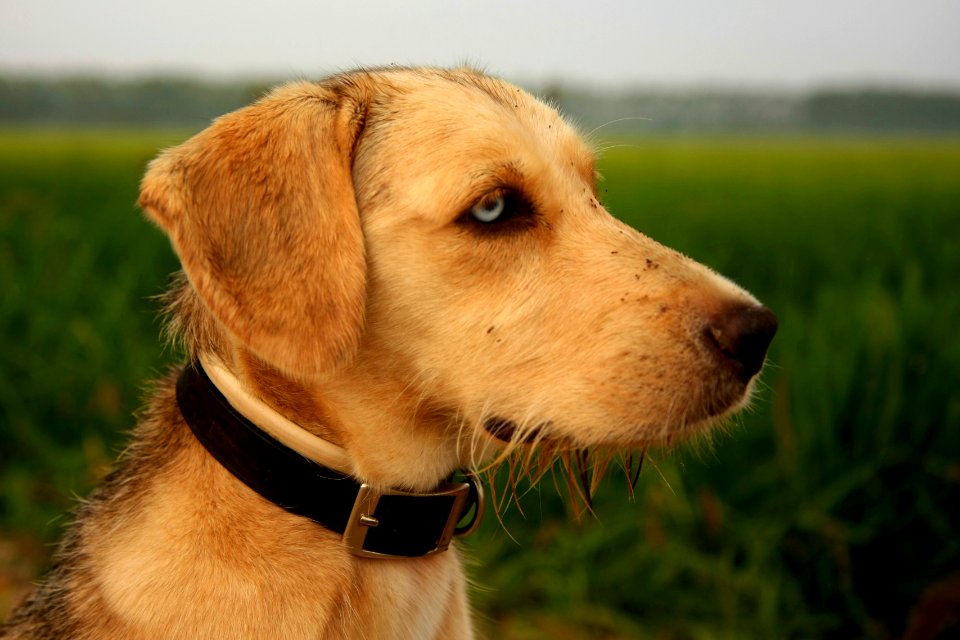 adult short-coated fawn dog