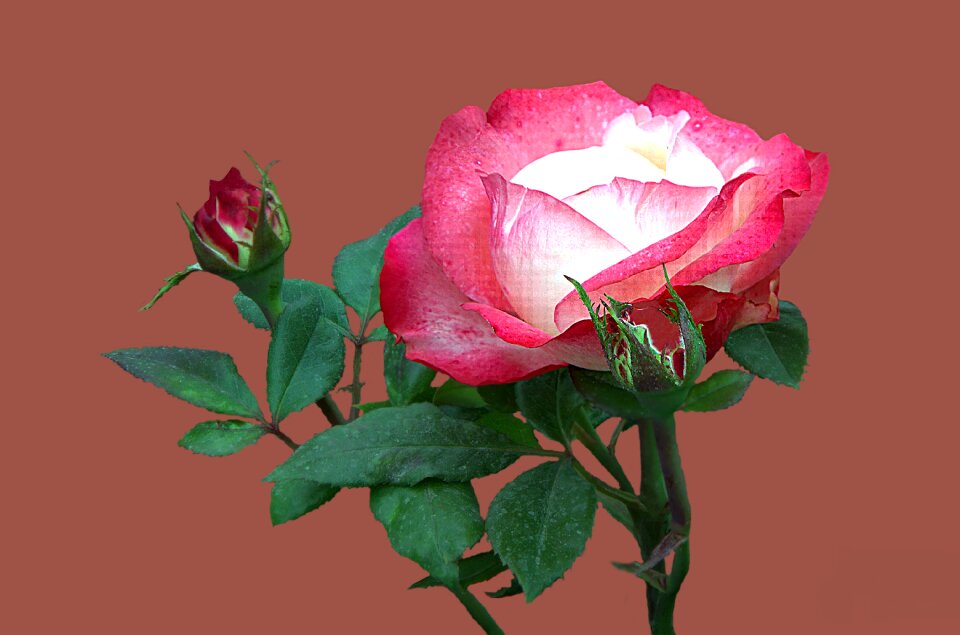 Rose garden bad kissingen rose bloom