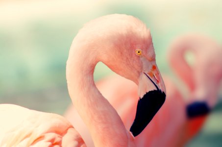 shallow focus photography of pink flamingo photo