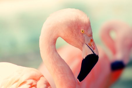 shallow focus photography of pink flamingo