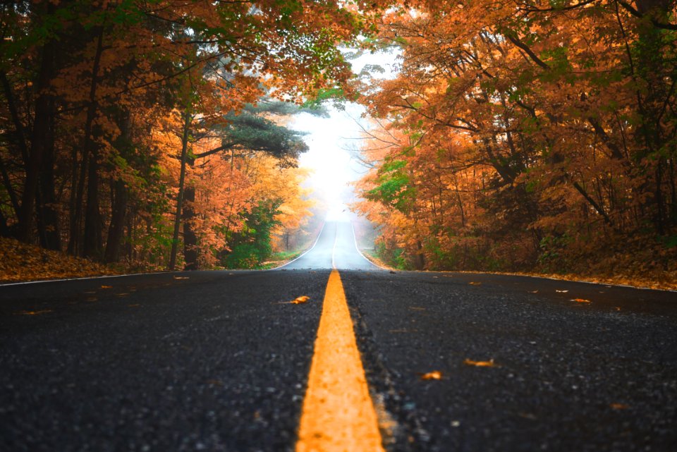 gray concrete road between brown and green leaf trees at daytime