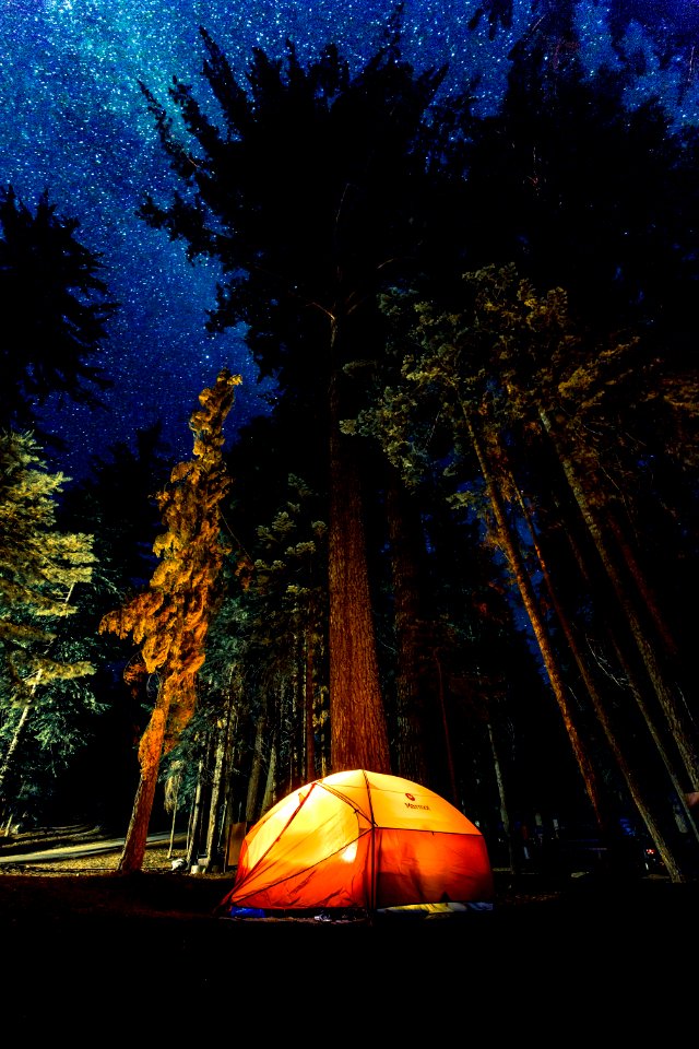 camping in forest during nightime