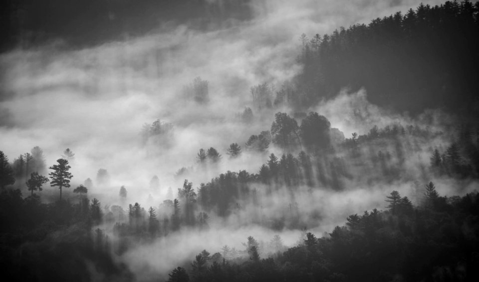 silhouette of trees cover with fog photography photo