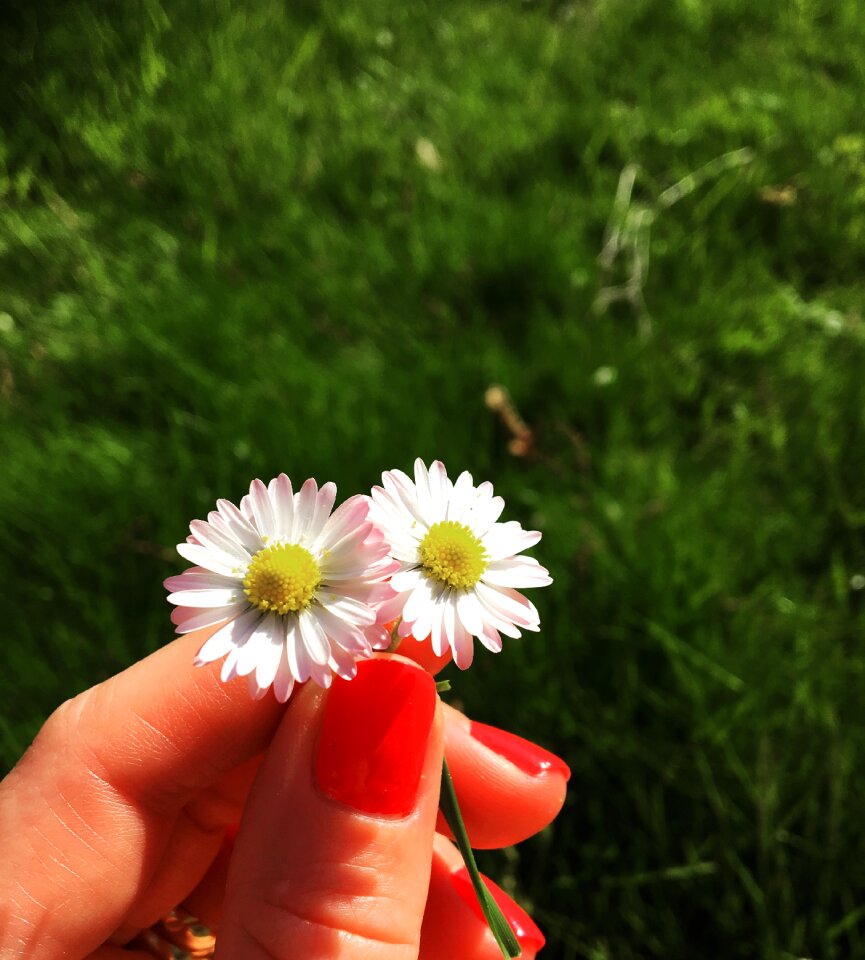 Garden nature summer