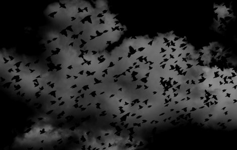 silhouette of flock of birds on sky photo