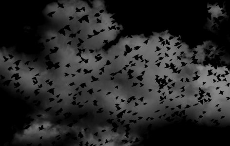 silhouette of flock of birds on sky