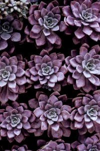 purple succulent plants photo