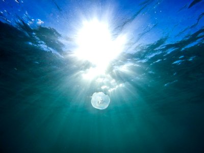 white jellyfish in body of water photo