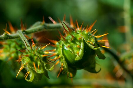 Flower macro photography young fruit