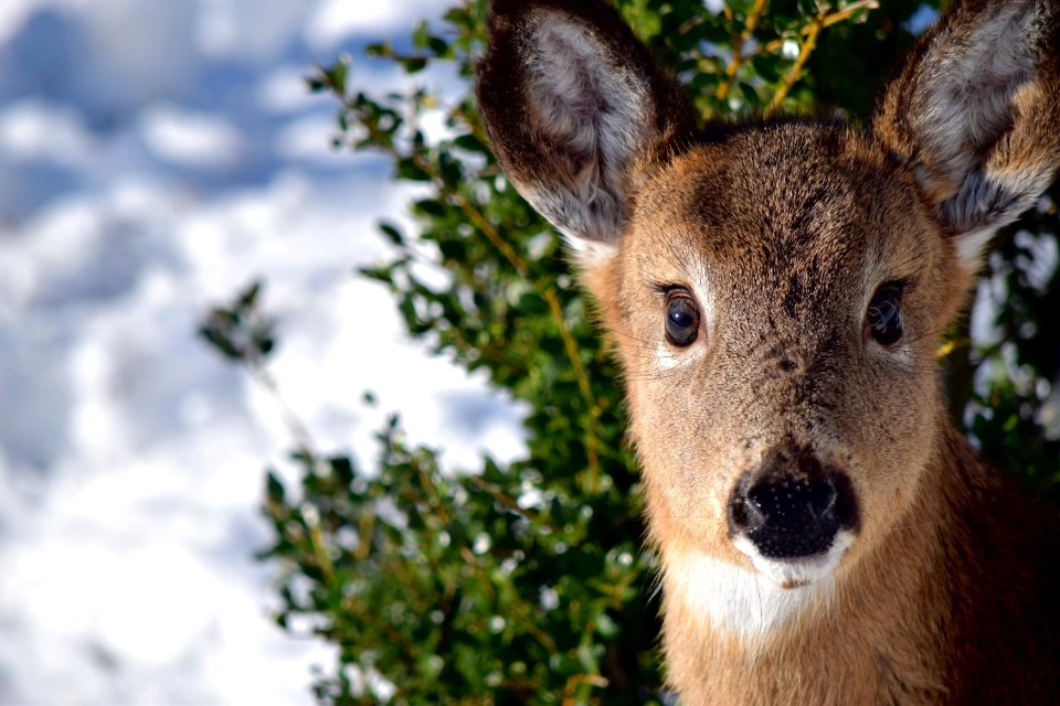 selective focus photo of brown deer