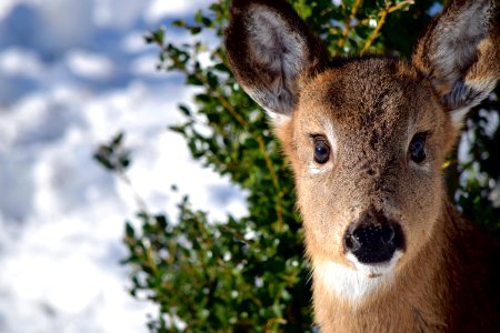 selective focus photo of brown deer photo