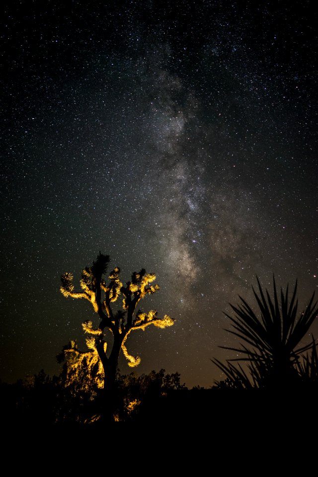 photo of a lighted tree and stars